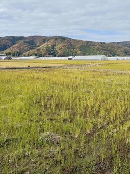 11月末の昼間　晩秋の福井県の郊外の景色 11月末,畑,田んぼの写真素材