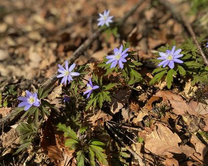 Photo, chrysanthemum muscle, ichige, spring, 