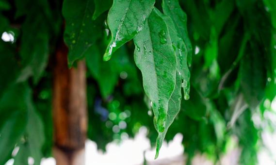 Raindrops on wisteria leaves, JPG Raindrops on wisteria leaves, JPG