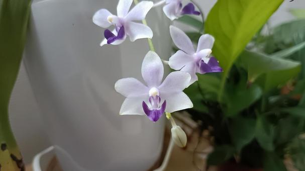 薄紫の育てやすいミニ胡蝶蘭・紫式部 ミニ胡蝶蘭,胡蝶蘭,ランの写真素材