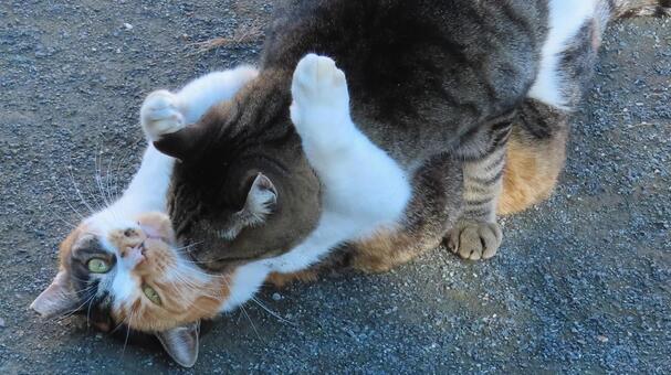ラブラブでもふもふな三毛猫達の戯れ 三毛猫,猫,キジトラの写真素材