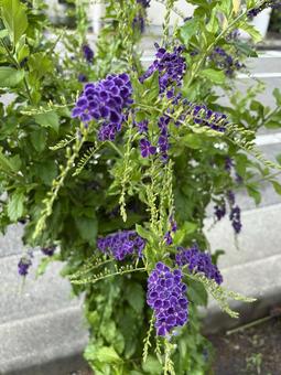 デュランタの写真