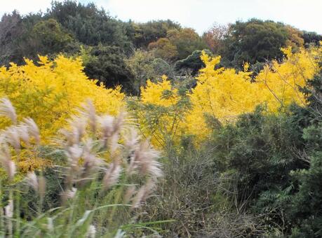 黄色く色づいた野原 紅葉,ススキ,枯れ草の写真素材