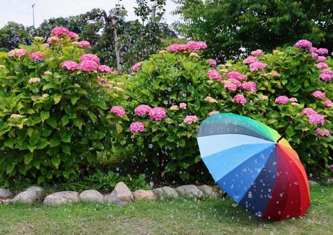 紫陽花とシャボン玉 紫陽花とシャボン玉の写真