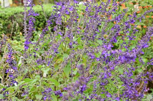 秋の山下公園花壇の写真