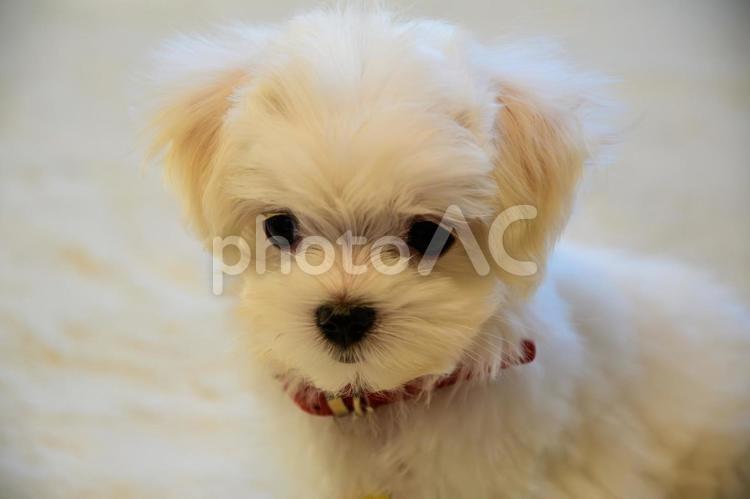 マルチーズ 仔犬,パピー,puppyの写真素材