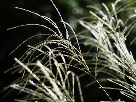 秋の代表格?ススキ 秋の代表格?ススキ ススキ,秋の七草,秋の写真素材