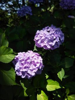 アジサイ(紫陽花) アジサイ(紫陽花)の写真
