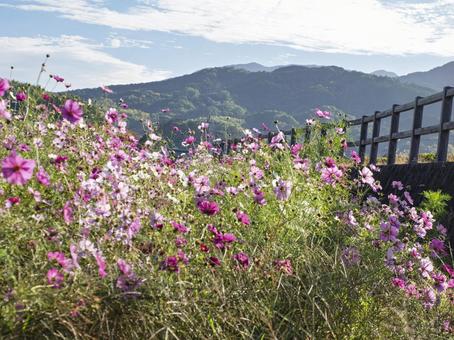 山里に揺れる秋桜の風 コスモス,秋桜,花畑の写真素材