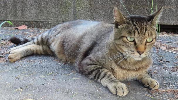 Photo, cat, pheasant, lie down, 
