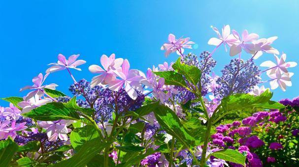 Photo, নীলাবা গোলপি পুষ্পপ্রসু গুল্মবিশেষ, নীলাবা গোলপি পুষ্পপ্রসু গুল্মবিশেষ গ্রামে, নীলাবা গোলপি পুষ্পপ্রসু গুল্মবিশেষ ফেস্টিভাল, 