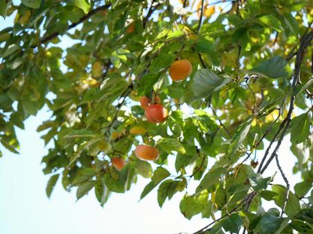 柿の木 柿,自然,グリーンの写真素材