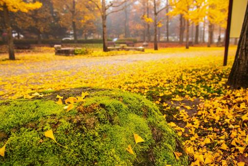 早朝の秋の公園 銀杏,公園,落ち葉の写真素材