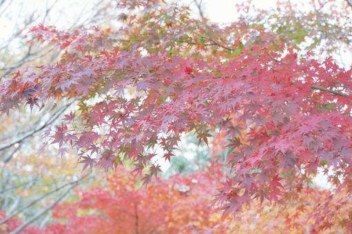 紅葉 紅葉,もみじ,モミジの写真素材