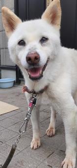 ワンコと暮らす3 犬,ワンコ,外飼いの写真素材