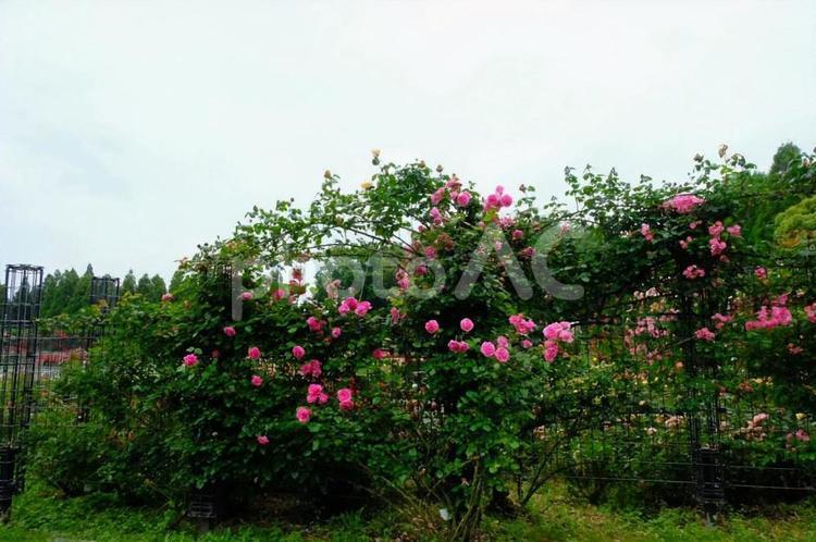 バラ園　播磨中央公園 バラ,ばら,薔薇の写真素材