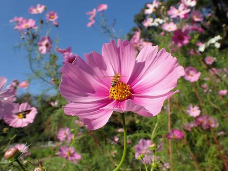 いっぱいのコスモス コスモス,花,ミツバチの写真素材