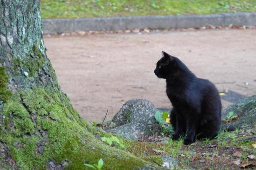 静寂の中の黒猫 黒猫,猫,動物の写真素材