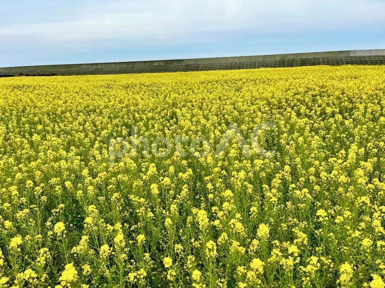 山陽小野田市　花の海　菜の花畑 山陽小野田市,山口県,春の写真素材