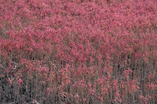 有明海のシチメンソウ シチメンソウ,有明海,秋の写真素材