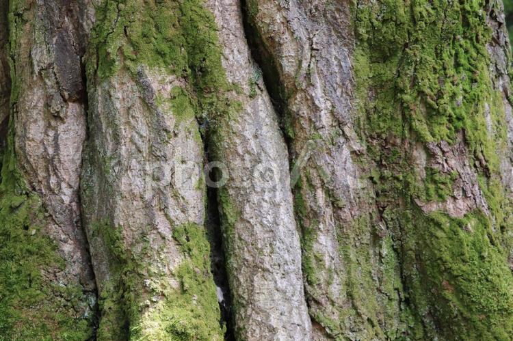 木の表面 木,幹,樹皮の写真素材