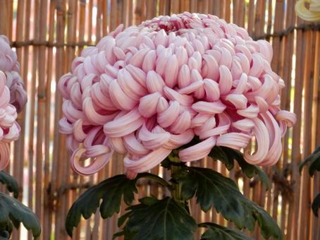 【風景写真】福山菊花展覧会の風景 キク,菊,菊花展の写真素材