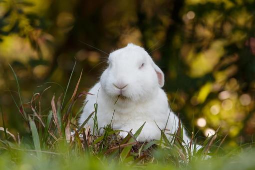 ペットのうさぎ うさぎ,ペット,干支の写真素材