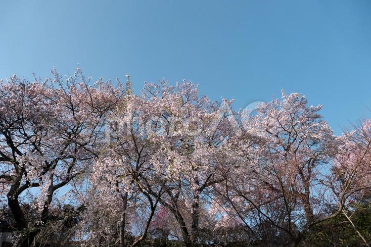 青空の下の満開の桜 木,冬,自然の写真素材