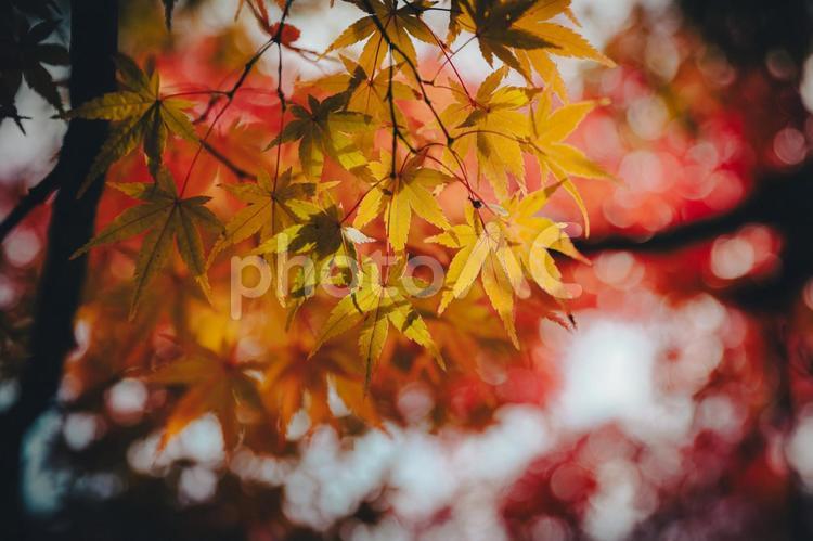 鮮やかな紅葉　黄色のカエデに赤の背景 風情,秋,日本の写真素材