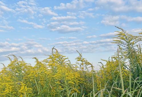 花粉を飛ばすブタクサの写真