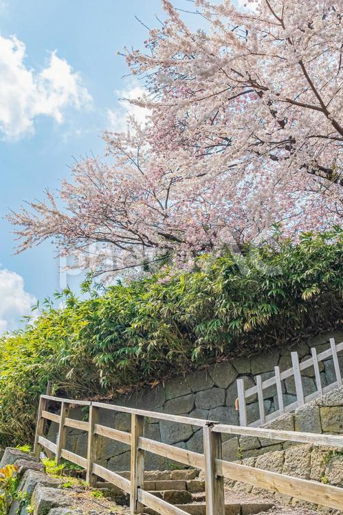 北海道　松前公園の春 北海道,hokkaido,松前城の写真素材