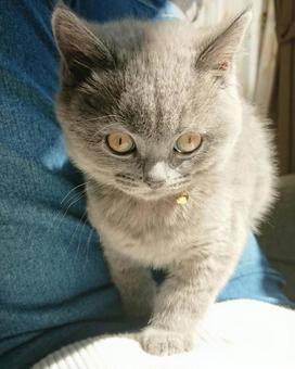 子猫 子猫の写真
