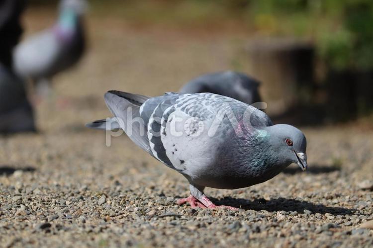 エサをついばむ鳩 鳩,ハト,自然の写真素材