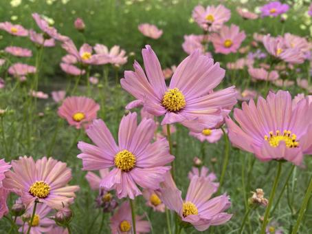 コスモスの写真