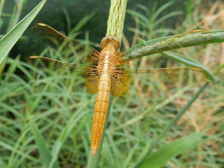 【昆虫写真】ショウジョウトンボ♀ 【昆虫写真】ショウジョウトンボ♀の写真