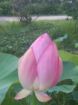 Photo, lotus, flower, plant, 