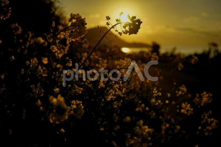 ＜五島の夜明け＞夜明けの鐙瀬の菜の花 風景,空,植物の写真素材