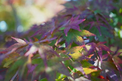 autumn leaves, JPG