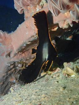 アカククリの幼魚 アカククリの幼魚 海,海の生き物,沖縄の写真素材