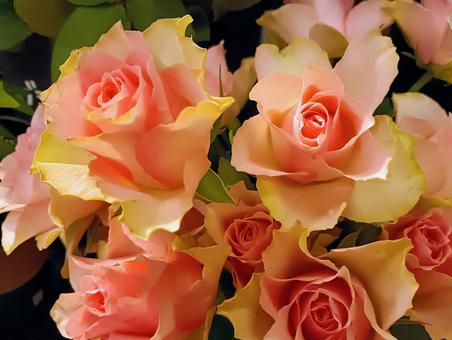 ピンクのバラ 薔薇,園芸種,観賞用の写真素材