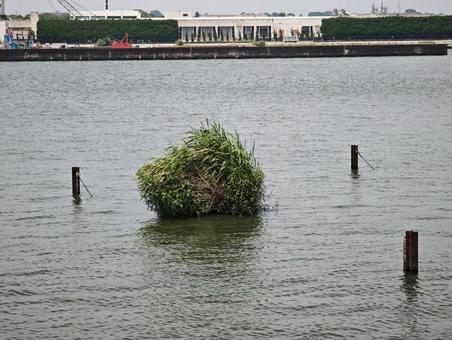 都市河川のさざ波と水草の浮島 水面,河川,さざ波の写真素材