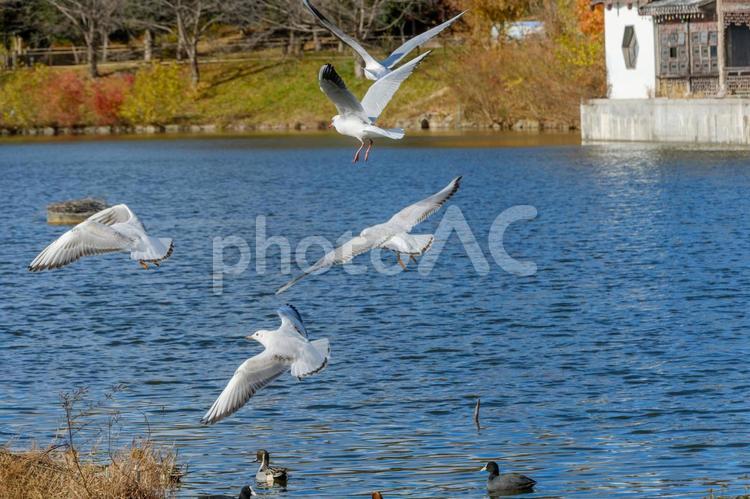 澄んだ冬空を舞うユリカモメたち ユリカモメ,鳥,野鳥の写真素材