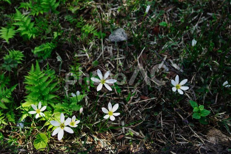 シダとタマスダレの群生 タマスダレ,花,群生の写真素材