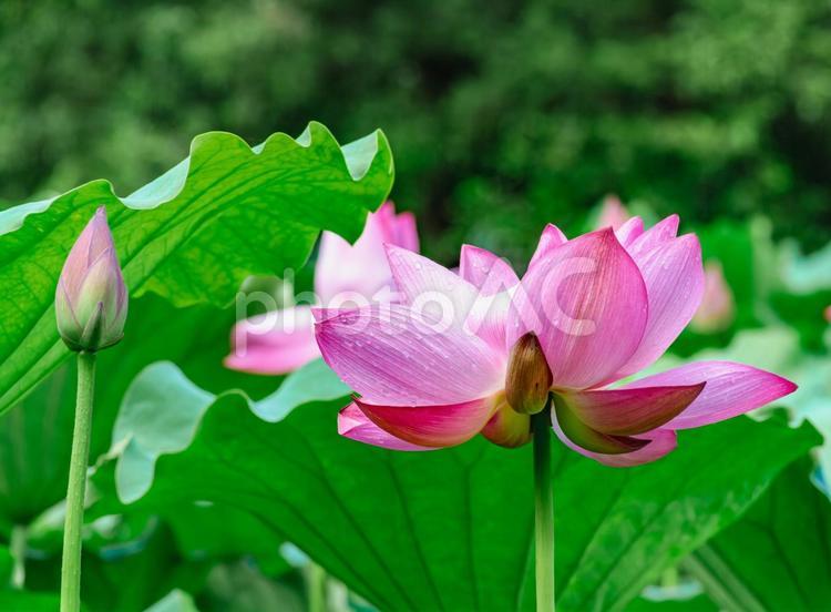 古代ハスと水滴ー71 古代ハス,蓮,ハスの花の写真素材