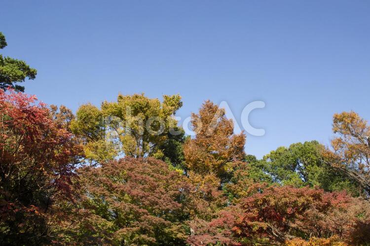 大田黒公園の紅葉 大田黒公園,紅葉,秋の写真素材