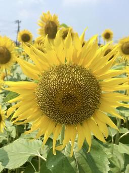 ひまわり ひまわり,黄色,晴天の写真素材