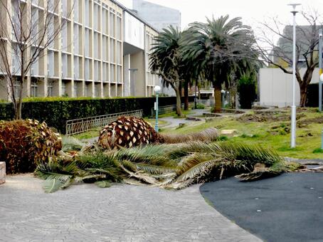 2016年2月、大船松竹公園の工事４ 公園,広場,憩いの場の写真素材
