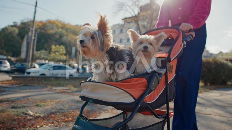 ベビーカーから身を乗り出すヨークシャテリアと手元 犬,小型犬,手元の写真素材