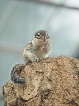 シマリス シマリスの写真