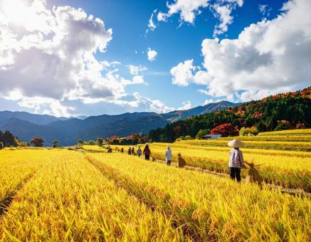 秋晴れの田園と黄金色の稲穂 秋晴れの田園と黄金色の稲穂の写真